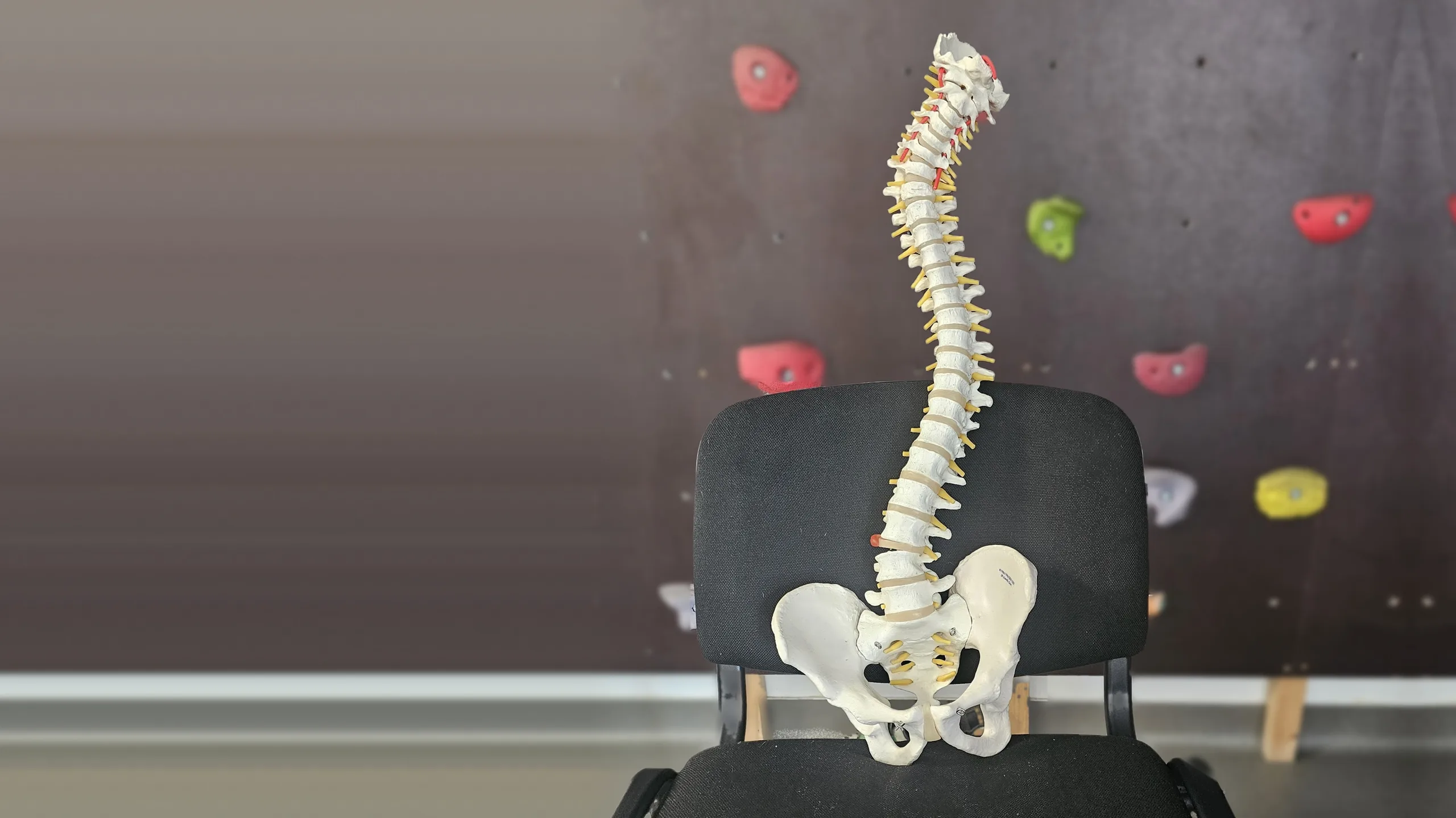 Model anatomic al coloanei vertebrale și al bazinului, sprijinit pe un scaun, în fața panoului de cățărat din sala RESET