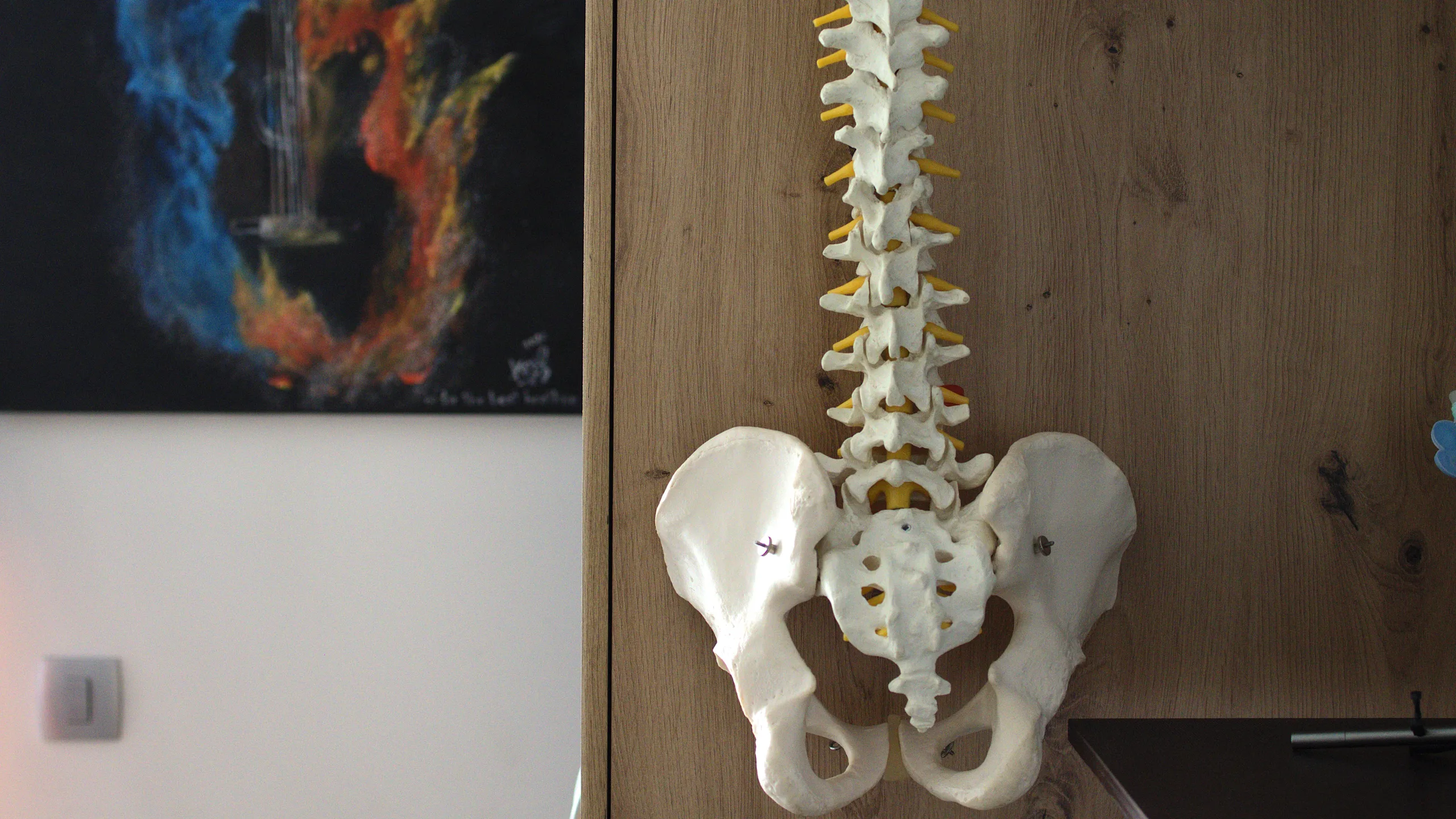 Model anatomic al coloanei vertebrale și al bazinului, pe un perete din lemn, în sala RESET